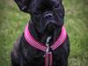 Fransk bulldog Mille