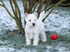 West highland white terrier Chili