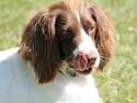Field Trial Springer Spaniel Kisy