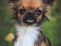 Chihuahua Kourtney (Molly)