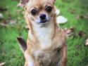 Chihuahua Mia