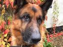 Schæferhund Egåens Darko