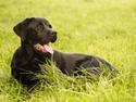 Blanding af racer Gaston *Himmelhund*