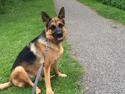 Schæferhund Zika