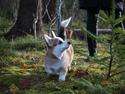 Welsh corgi pembroke Zeus