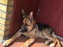 Schæferhund Kenzo