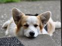 Welsh corgi pembroke Dina
