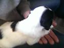 Field Trial Springer Spaniel Aja