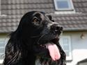 Cocker spaniel Molly