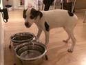 Dansk svensk gaardhund Maggie