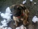 Dogo canario Bako