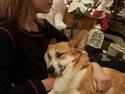 Welsh corgi pembroke Dideriksen's Hera