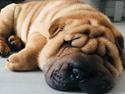 Shar pei Ingolf