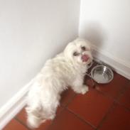 Malteser Bonnie