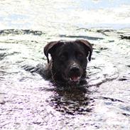 Labrador retriever Zorba IV 
