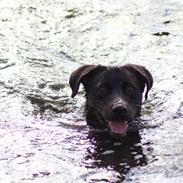 Labrador retriever Zorba IV 