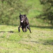 Labrador retriever Zorba IV 