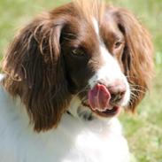 Field Trial Springer Spaniel Kisy