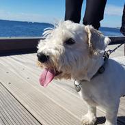 Sealyham terrier Emun