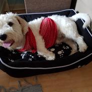 Sealyham terrier Emun