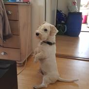 Sealyham terrier Emun