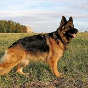 Schæferhund Vestegnen's Ciba