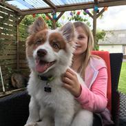 Islandsk fårehund Harley