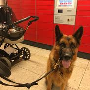 Schæferhund Egåens Darko