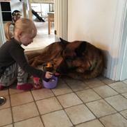 Schæferhund Egåens Darko