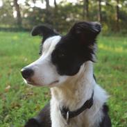 Border collie Hollie