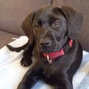 Blanding af racer Merle