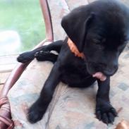 Blanding af racer Merle