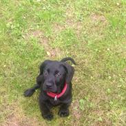 Blanding af racer Merle