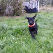 Blanding af racer Merle