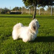 Coton de tulear King