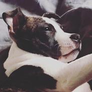 Staffordshire bull terrier Kovo