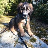 Blanding af racer Tiny (R.I.P) 