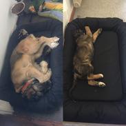 Blanding af racer Tiny (R.I.P) 