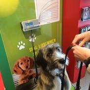 Blanding af racer Tiny (R.I.P) 