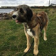 Blanding af racer Tiny (R.I.P) 