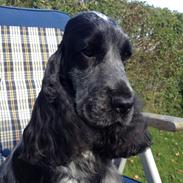 Cocker spaniel Sky
