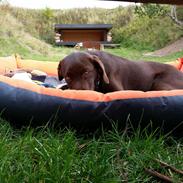 Labrador retriever Ziva
