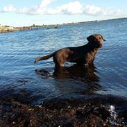 Labrador retriever Ziva