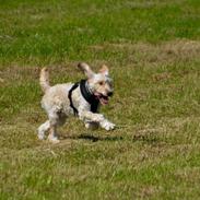 Blanding af racer Perseus