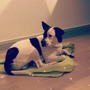 Blanding af racer Pedro