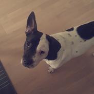 Blanding af racer Pedro