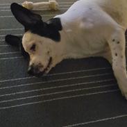 Blanding af racer Pedro