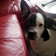 Blanding af racer Pedro