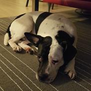 Blanding af racer Pedro