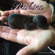 Chihuahua Bakira a little beautiful princess